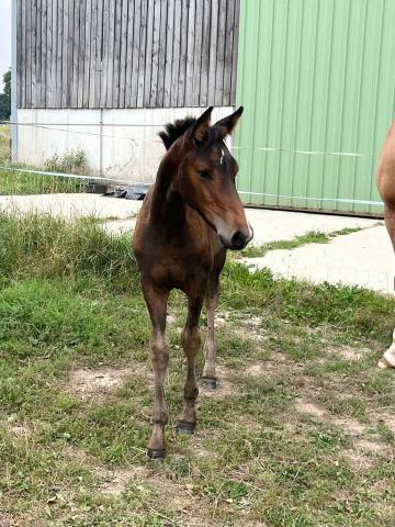 Pouliche - up to you x hurlevent de breka