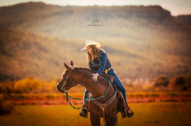 Cheval quarter horse (sans papiers), alezan, âgé de 13 ans