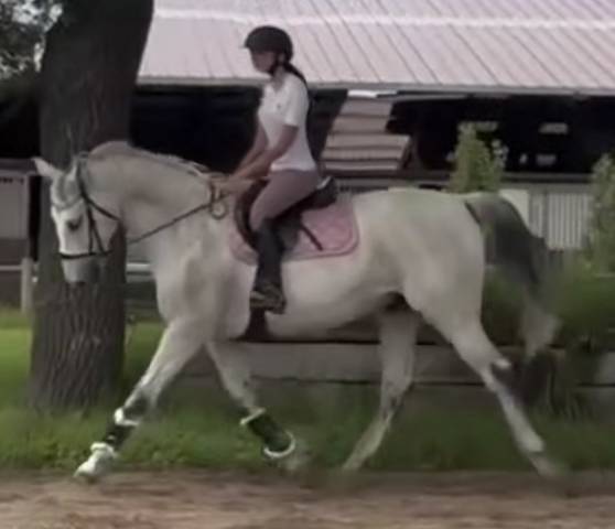 Cheval potentiel 160