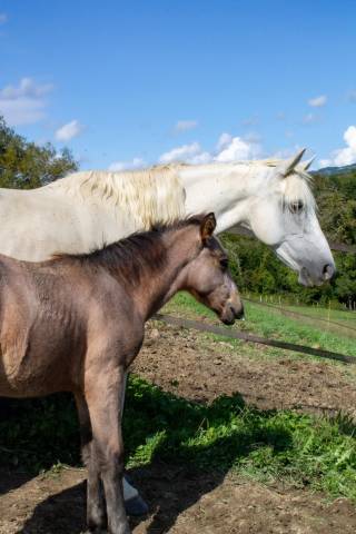 Poulinière pp connemara suitée/pleine totem du martray