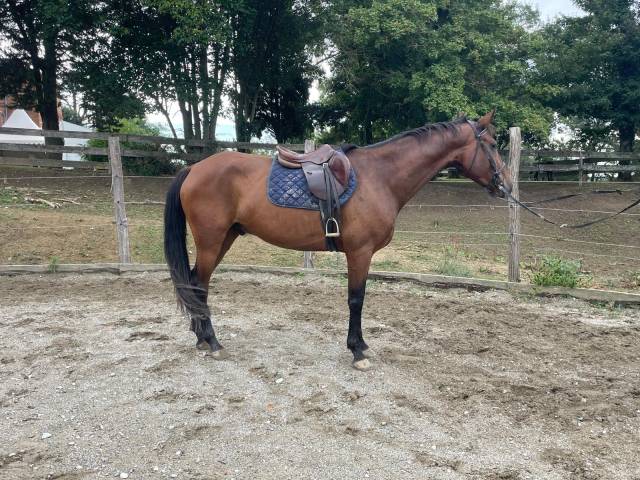 Cheval de chasse à courre