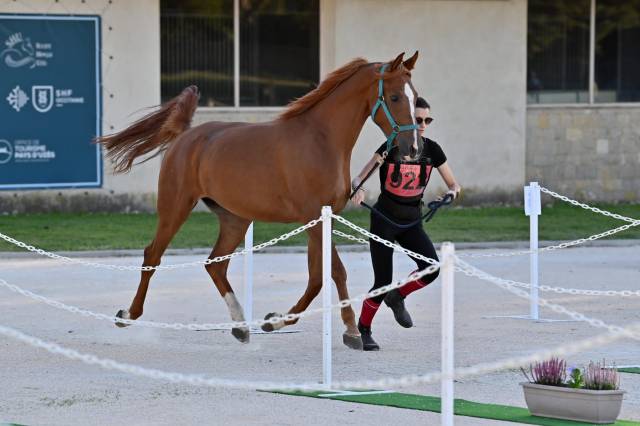 à vendre – ghalab, hongre psa de 9 ans, qualifié 100 km