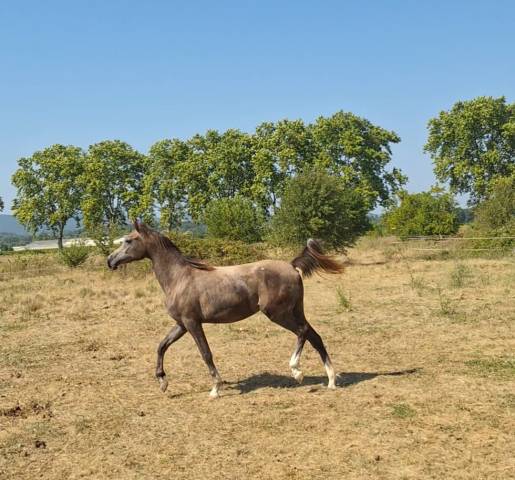à vendre ou échange – pouliche pur-sang arabe