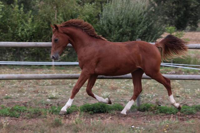 Très sérieux mâle pfs prenant 2 ans en 2026 - cso/cce