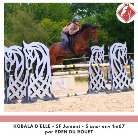 Jument sf à finir de former 4.5 points pace