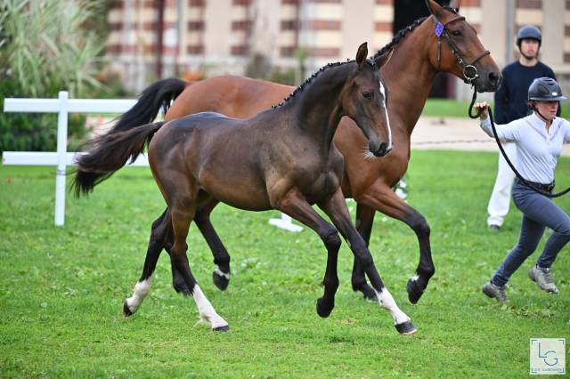 Foal parme des tourelles mâle 6 mois