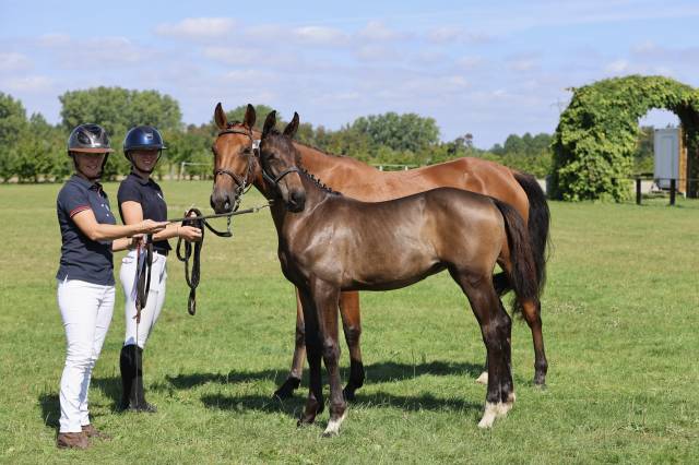Foal panelle des tourelles pouliche