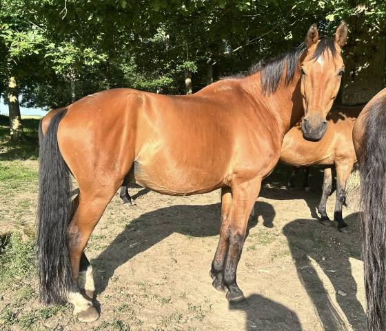 Recherche cavalier/ère