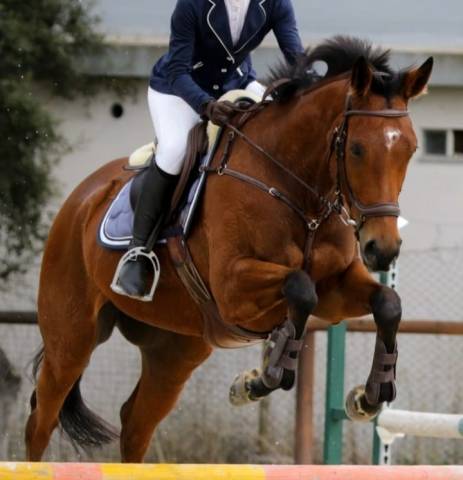 Jument pur-sang anglais 7 ans