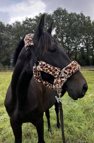 Jument trotteur français