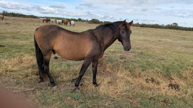 Très bon cheval d'extérieur