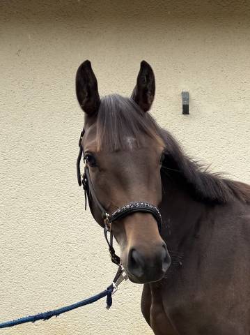 Pouliche sf de 2 ans par jilbert van’t ruytershof