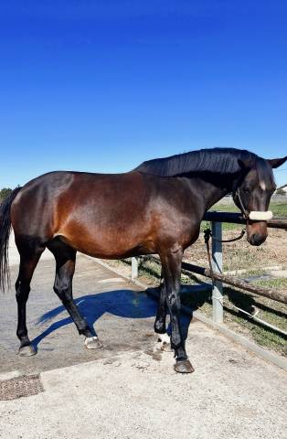 Jument de 7 ans par diamant de semilly