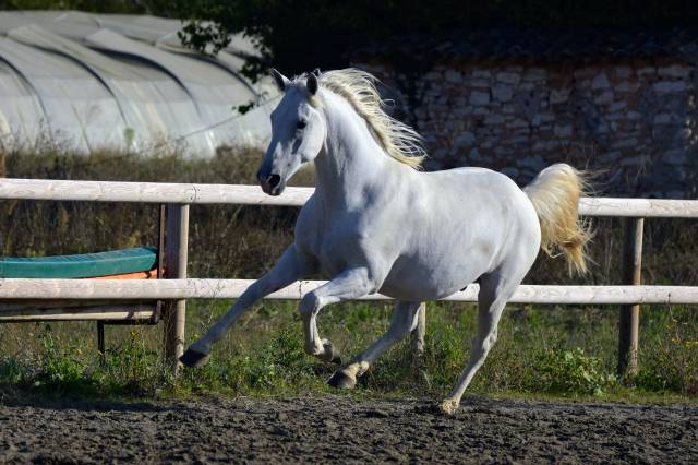 Intimo – hongre lipizzan 7 ans, 1m61, dressage & cce