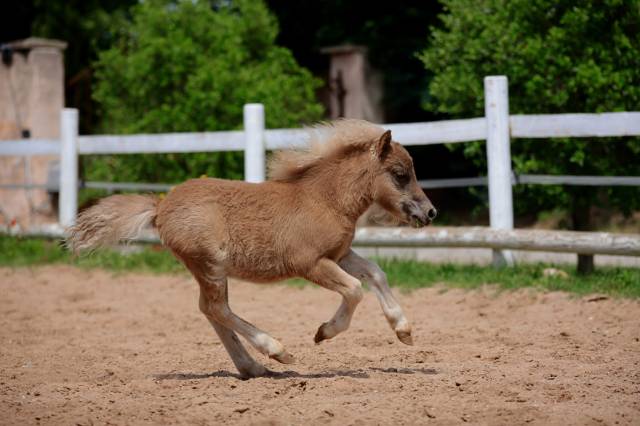Poulain type shetland robe magnifique