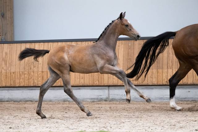 Mâle kwpn par proud james x just wimphof