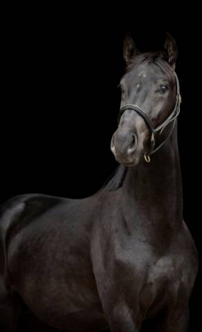 Cheval hongre noir dressage