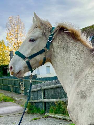 Poulain champagne 50% lusitanien