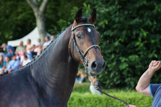 Hongre de 5 ans beau modèle d'1.68