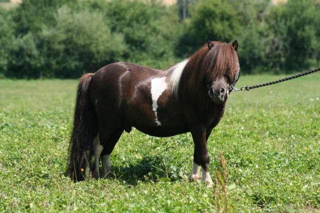 Etalon mini-shetland pp pie smoky black porteur mushroo