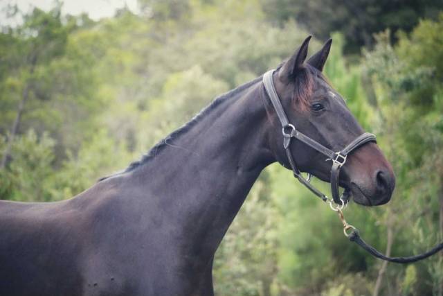Jument 2 ans par glamourdale et kazan du coussoul
