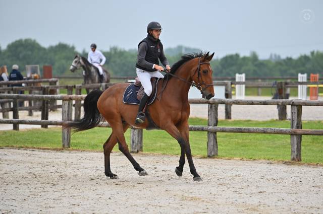 Hongre 4 ans idéal amateurs