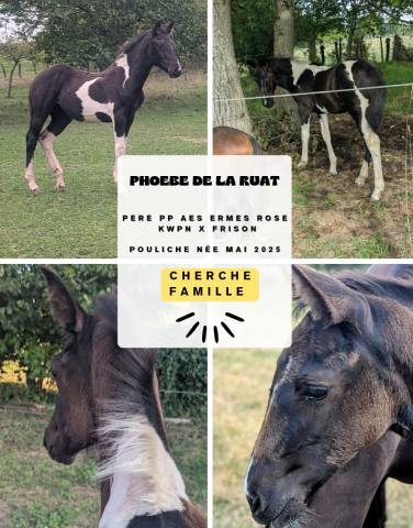 Pouliche à réserver - phoebe de la ruat