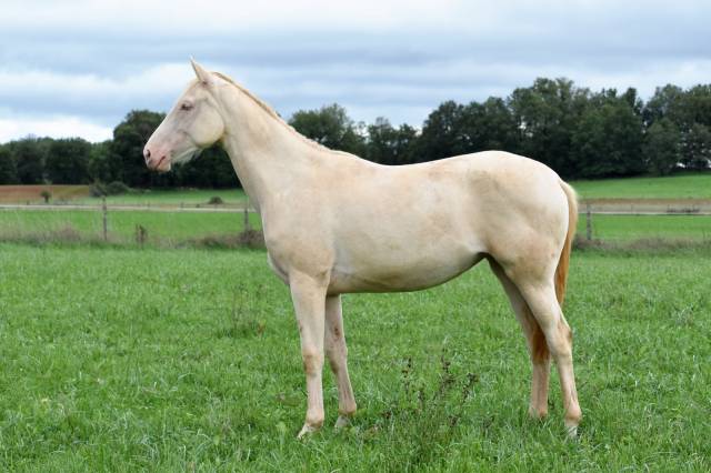 Pouliche selle français perlino