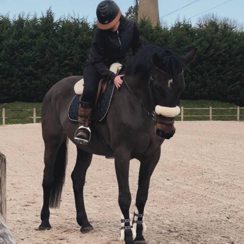 Jument origines connues de 17 ans