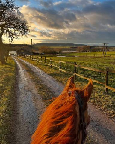 Pensions - compétitions - débourrage - commerce