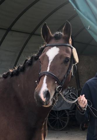 Très belle jument fm de 3 ans