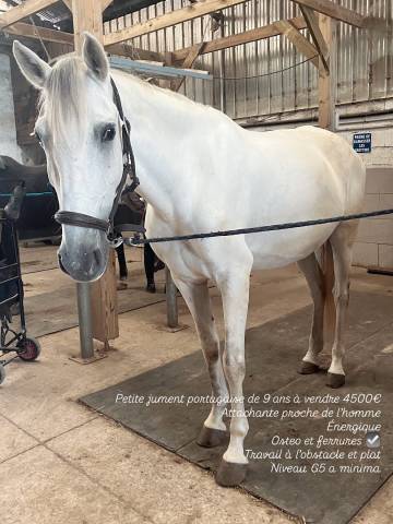 Jument portugaise 9 ans