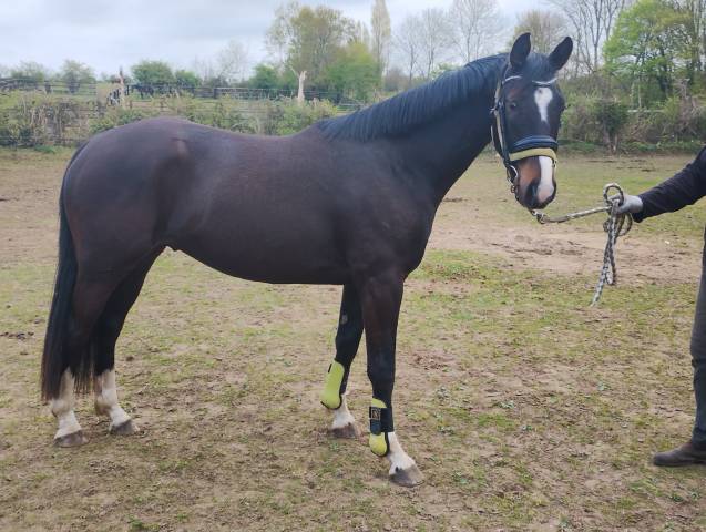 Selle francais - 3 ans - bai fonce hongre - 160 cm
