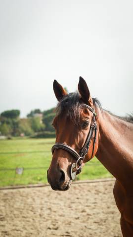 Jument ps de 3 ans à vendre