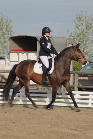 Jument psl 7 ans très polyvalente 1.57m