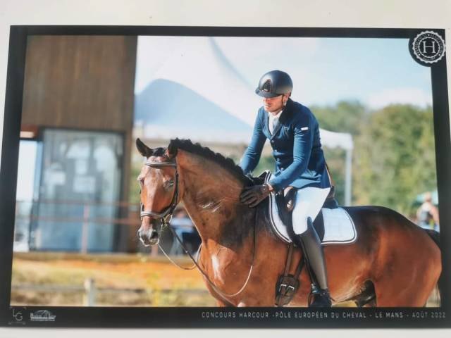 Cheval de dressage am 1