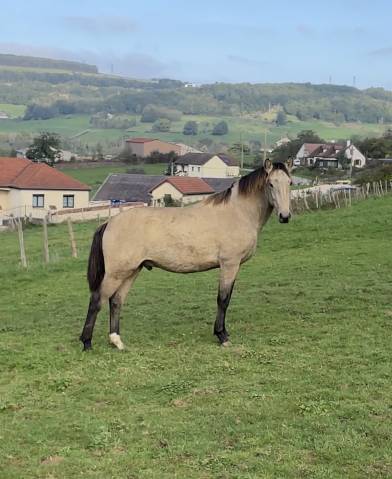 Hongre lusitanien, 3 ans