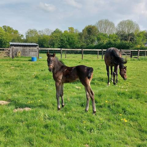 Magnifique foal chacco blue 2