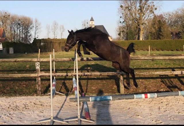 Jeune entier de 2 ans