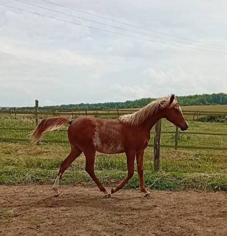 Poulain pur sang arabe ghazaal rej