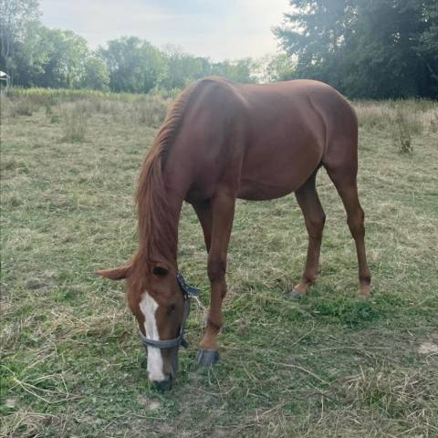 A vendre pouliche 2 ans