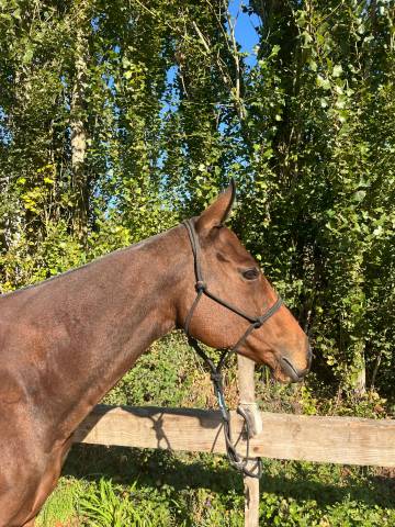 Jument pur-sang anglais • 2014 • ~1,55 m • 2900 € (prix