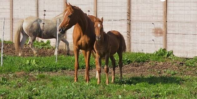 Poulain pur sang arabe