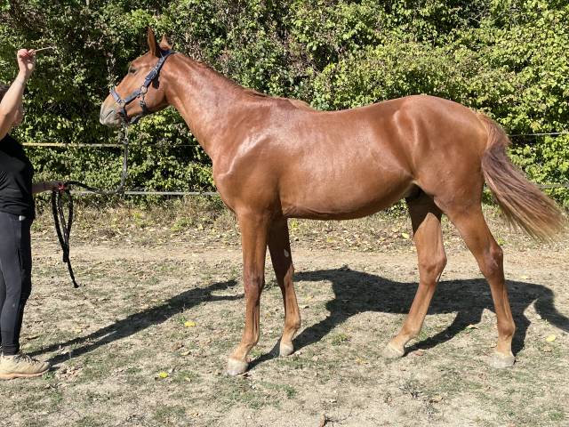 Superbe poulain 1an1/2 sf par pegase van't ruytershof