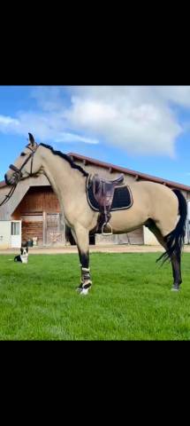 rascayo lusitanien dressé