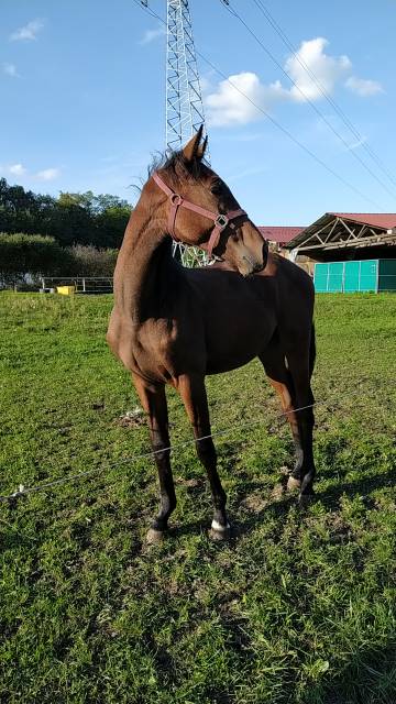 Joli mâle par ugano sitte