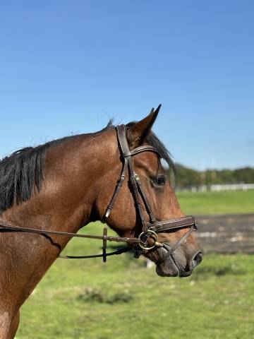 3 ans hongre holsteiner