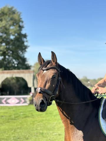 3 ans hongre hanovrien