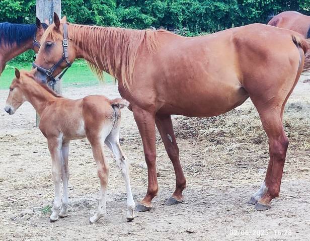 Pouliniere trot à vendre