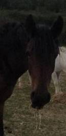 Jument demi sang arabe pp